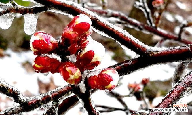 摩纳哥公爵花语有何特殊含义？