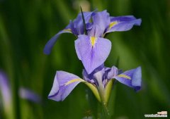 “明媚的悲伤”花语代表什么？