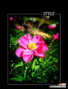 如何用花语来赞美祥子？哪种花的花语最能表达赞美之情？