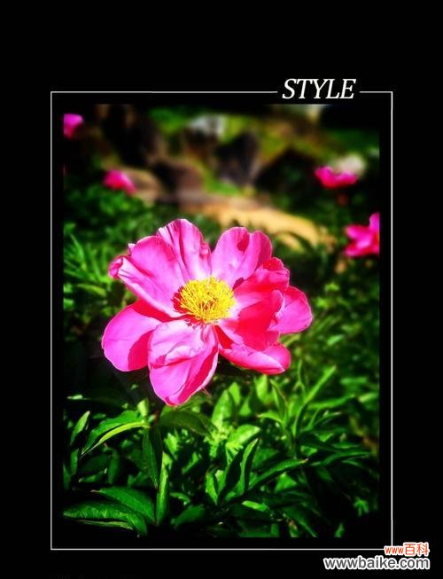 如何用花语来赞美祥子?哪种花的花语最能表达赞美之情?