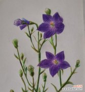 马甲草的花语是什么？它传达了哪些情感？