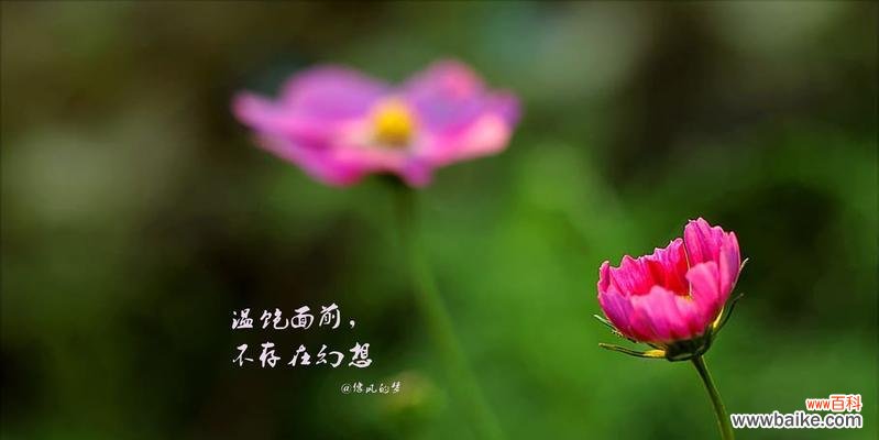 十里温柔的花语是什么花?它传递了怎样的情感?