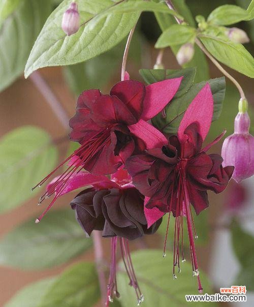 探索吊钟花的丰富象征意义,了解各种美丽的寓言故事 吊钟花的花语与寓意