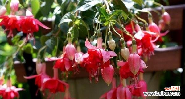 探索吊钟花的丰富象征意义,了解各种美丽的寓言故事 吊钟花的花语与寓意