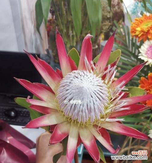 帝王花的花语揭示了贵族般的高贵气质 帝王花的花语之奢华与尊贵