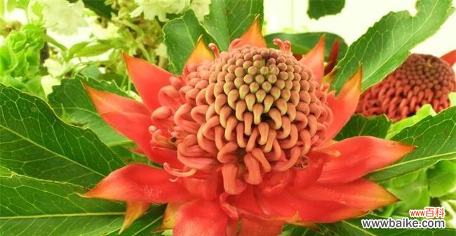 帝王花的花语揭示了贵族般的高贵气质 帝王花的花语之奢华与尊贵