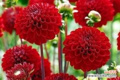 探寻大丽花背后的深层情感 大丽花的花语与意义