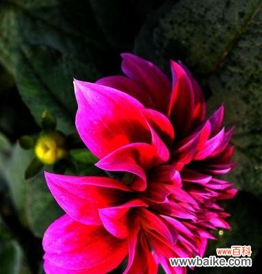 探寻大丽花背后的深层情感 大丽花的花语与意义