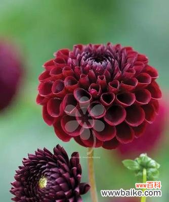 探寻大丽花背后的深层情感 大丽花的花语与意义