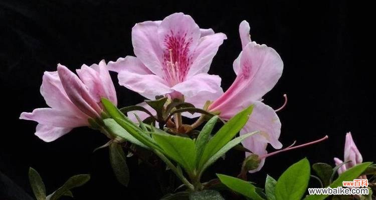 了解杜鹃花的风水寓意，助你生活和谐美满 杜鹃花的风水寓意及注意事项