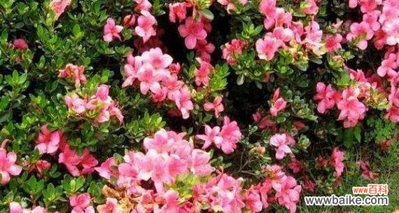 了解杜鹃花的风水寓意，助你生活和谐美满 杜鹃花的风水寓意及注意事项