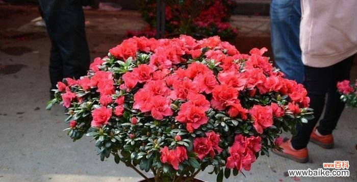 了解杜鹃花的风水寓意，助你生活和谐美满 杜鹃花的风水寓意及注意事项