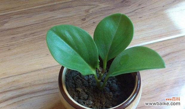 探索豆瓣绿的五大风水意义，让好运环绕你 豆瓣绿的风水寓意及其在生活中的应用