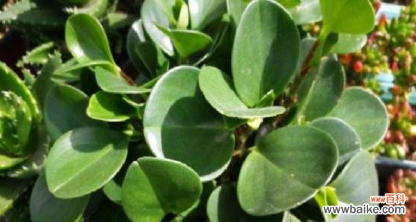 探索豆瓣绿的五大风水意义，让好运环绕你 豆瓣绿的风水寓意及其在生活中的应用