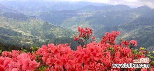 探究杜鹃花的象征意义，传承文化内涵 杜鹃花的象征意义及文化内涵