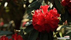 探寻杜鹃花的奇特之处，了解其象征着的美丽与坚韧 杜鹃花的特点和象征意义