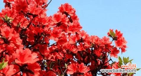 揭示杜鹃花花语的深层含义 杜鹃花