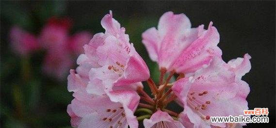 揭示杜鹃花花语的深层含义 杜鹃花