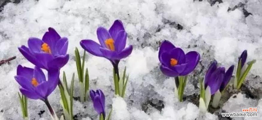 传递爱与希望的美丽花朵 番红花的花语