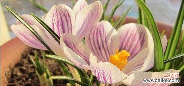 传递爱与希望的美丽花朵 番红花的花语