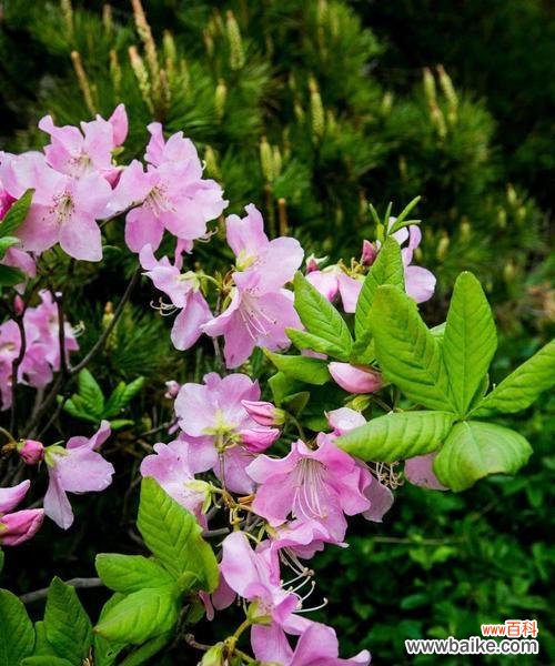 探寻杜鹃花的寓意与民俗传说 杜鹃花的象征意义及文化内涵