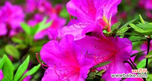 探寻杜鹃花的寓意与民俗传说 杜鹃花的象征意义及文化内涵