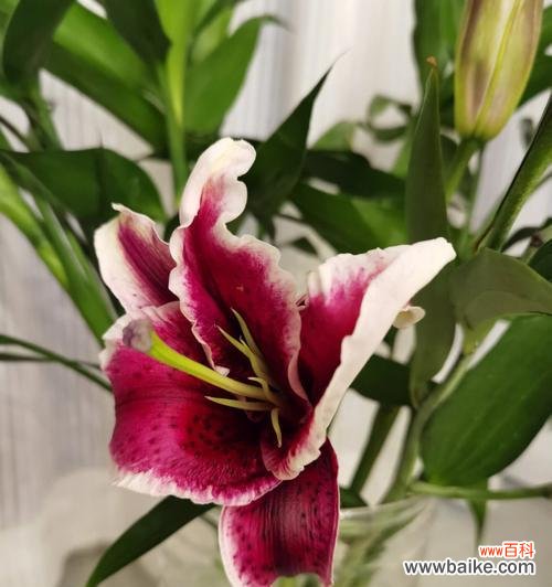 揭示粉百合花语的意义与传承 粉百合的花语