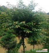 揭秘分枝点高度的真正含义及其重要性 深入理解分枝点高度