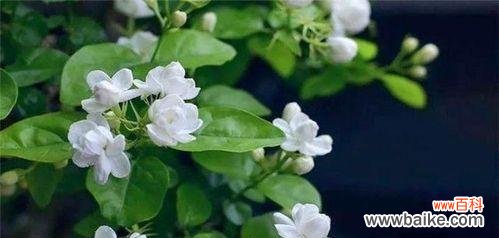 探索非洲茉莉的花语,了解其象征的寓意 非洲茉莉的花语与寓意——传递温暖与希望的花朵