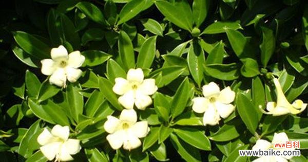 探索非洲茉莉的花语,了解其象征的寓意 非洲茉莉的花语与寓意——传递温暖与希望的花朵