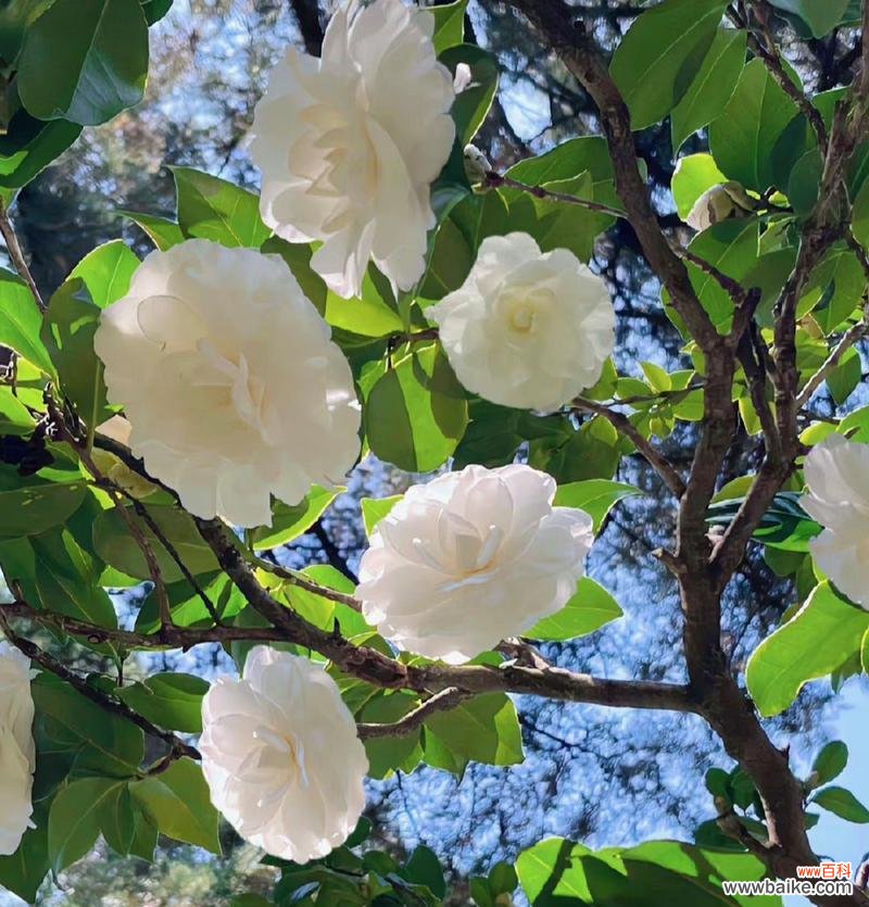 传递自然之恩 探寻白山茶的花语之美