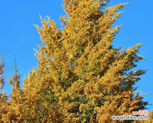 探寻柏树背后的深层寓意 柏树的寓意与启示