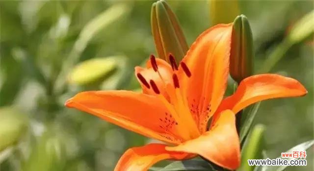 百合花语的深意与传统文化内涵 百合大全花语