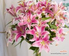 百合花的情感寓意与人生哲理 百合花语的象征意义及美丽传说