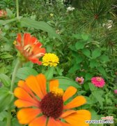 百日草的花语及象征意义 百日草花语之美——青春绽放的象征