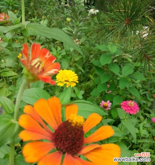 百日草的花语及象征意义 百日草花语之美——青春绽放的象征