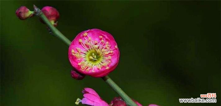 探索半冠树的生态意义和保护措施 半冠树