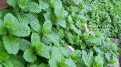 花开在夏日 薄荷的花语