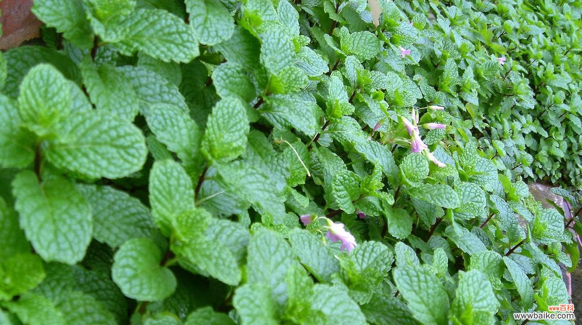 花开在夏日 薄荷的花语