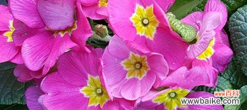 探寻报春花的寓意和象征 报春花