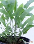 揭示豹纹竹芋花语的秘密与内涵 豹纹竹芋花语-美丽与坚韧并存