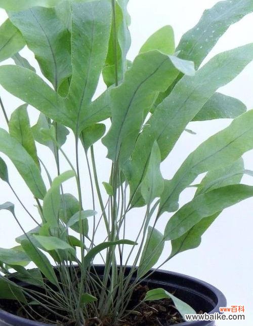 揭示豹纹竹芋花语的秘密与内涵 豹纹竹芋花语-美丽与坚韧并存