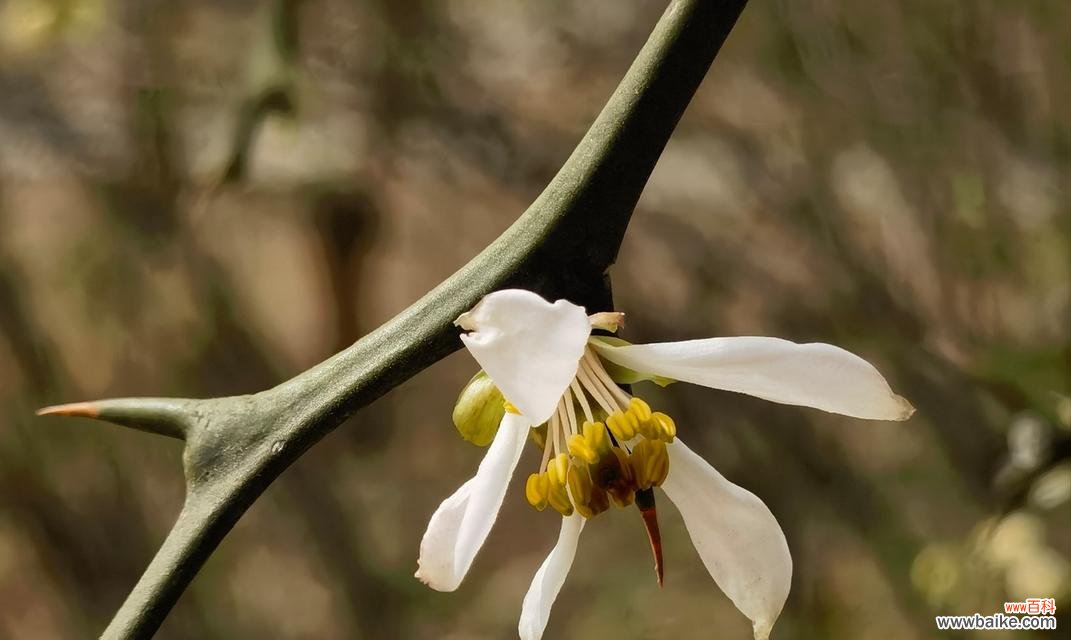 枳花的花语是什么？它在自然界中扮演什么角色？