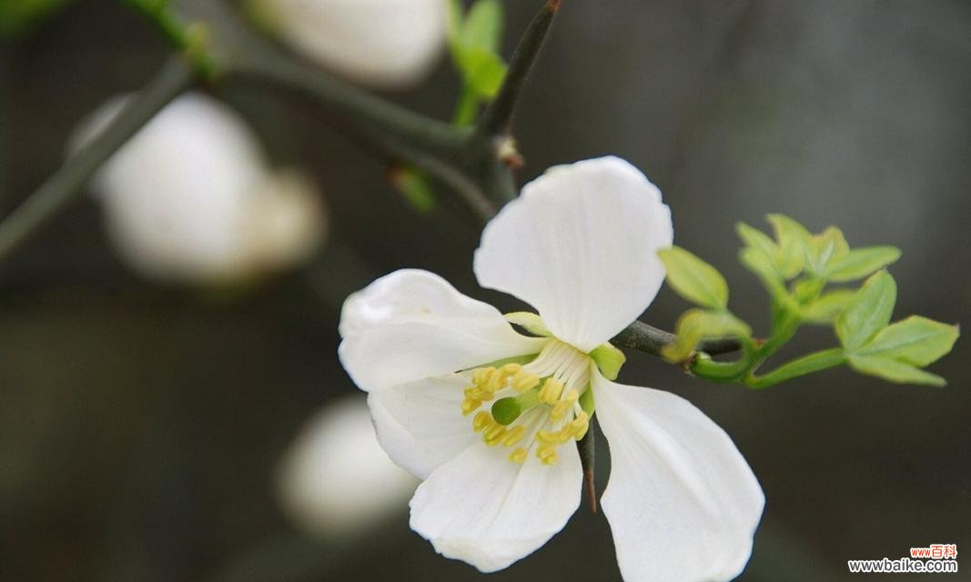 枳花的花语是什么？它在自然界中扮演什么角色？