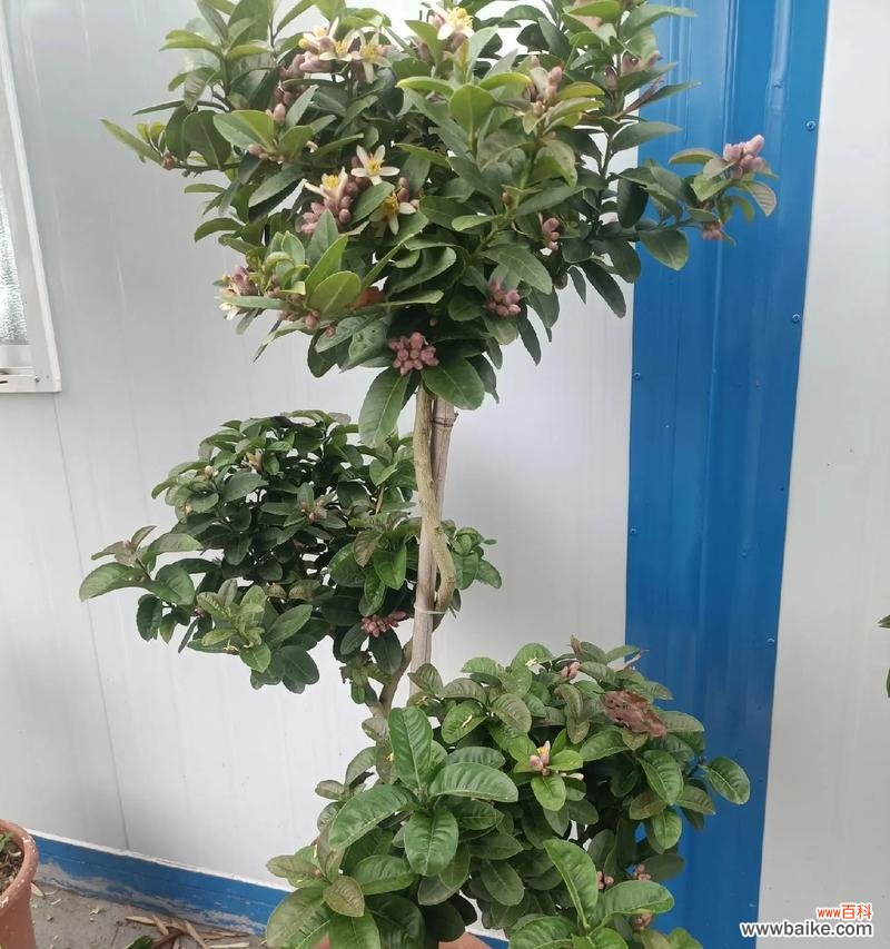 柠檬花的花语有哪些独特之处?它象征着什么?