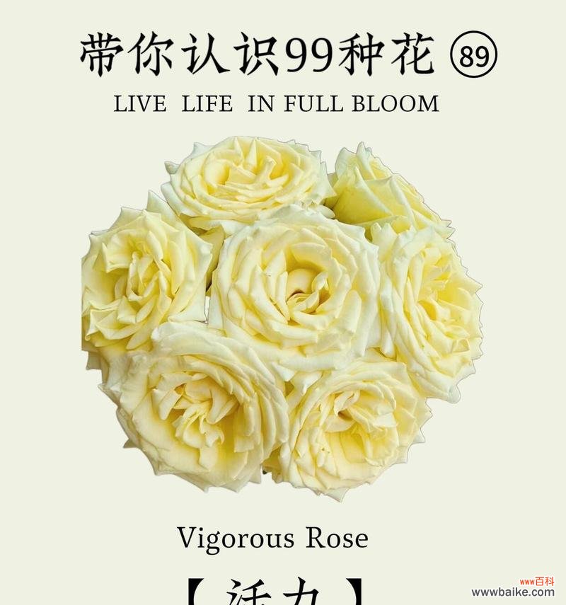 柠檬花的花语有哪些独特之处?它象征着什么?