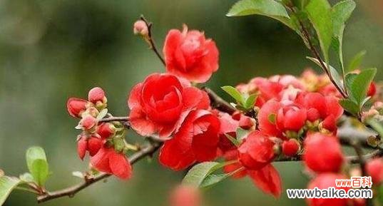 大海棠花的寓意和花语有何特别之处？