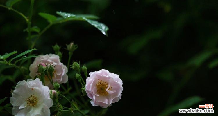 手榴弹花语有何深意？它代表了什么？