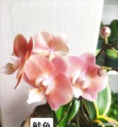 蝴蝶兰的花语有哪些？