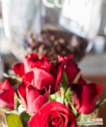 一朵玫瑰的花语是什么？玫瑰朵花代表什么情感？